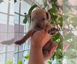 Small #9 Cane Corso