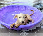 Small #2 Labradoodle