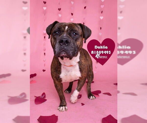 Medium Photo #2 Boxer-Unknown Mix Puppy For Sale in Riverside, CA, USA