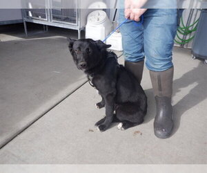 Shepradors Dogs for adoption in Oroville, CA, USA
