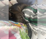 Small #2 Staffordshire Bull Terrier Mix
