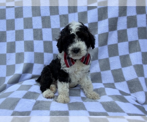 Medium Photo #1 Cockapoo (Miniature) Puppy For Sale in LAKELAND, FL, USA