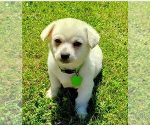 Malchi Puppy for Sale in WOBURN, Massachusetts USA