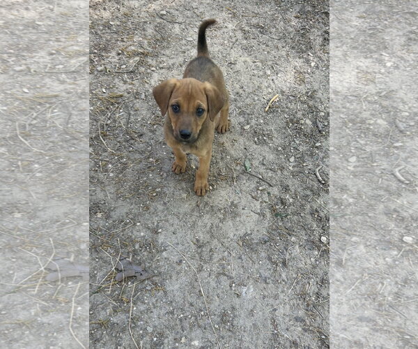 Medium Photo #3 Redbone Coonhound-Rhodesian Ridgeback Mix Puppy For Sale in Ball Ground, GA, USA