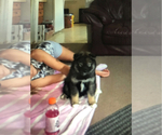 Small Photo #13 Pomsky Puppy For Sale in MARTINSBURG, WV, USA