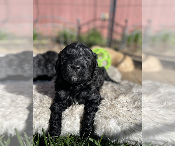 Medium Photo #3 Goldendoodle Puppy For Sale in LODI, CA, USA