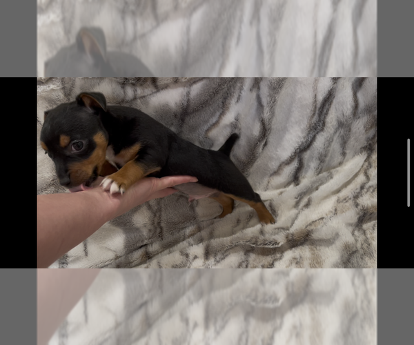 Medium Photo #7 Jack Russell Terrier Puppy For Sale in MOUNT CARMEL, PA, USA