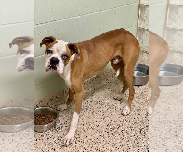 Medium Photo #2 Boxer Puppy For Sale in Austin, TX, USA
