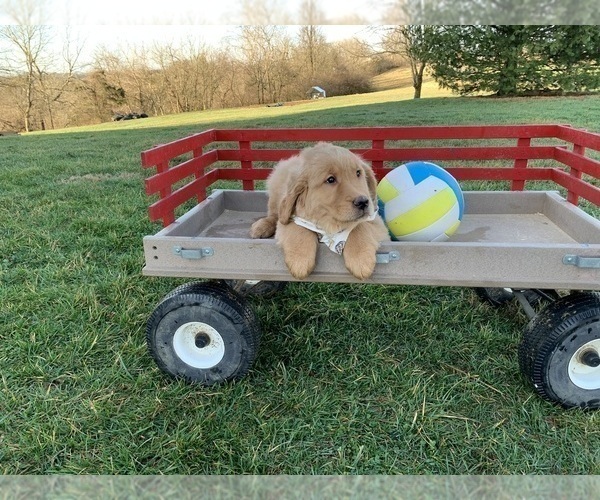 Medium Photo #1 Golden Retriever Puppy For Sale in SPARTA, KY, USA