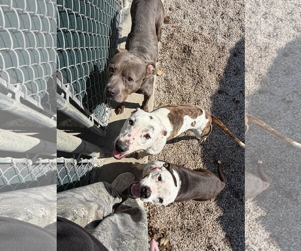 Medium Photo #3 Mutt Puppy For Sale in Jefferson, WI, USA