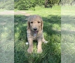 Small Photo #3 Goldendoodle Puppy For Sale in EATON RAPIDS, MI, USA