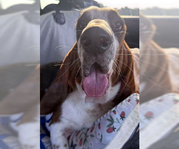 Medium Photo #4 Basset Hound Puppy For Sale in Deepwater, NJ, USA