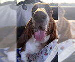 Small #3 Basset Hound
