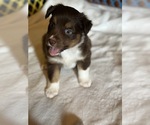 Puppy Apollo Australian Shepherd-Miniature Australian Shepherd Mix