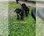 Small Photo #26 Cane Corso-German Shorthaired Pointer Mix Puppy For Sale in CLAY CITY, KY, USA