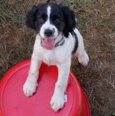English Springer Spaniel Puppy for sale in CORVALLIS, OR, USA