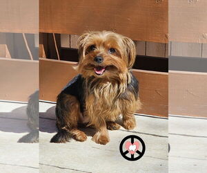 Mutt Dogs for adoption in Lebanon, PA, USA