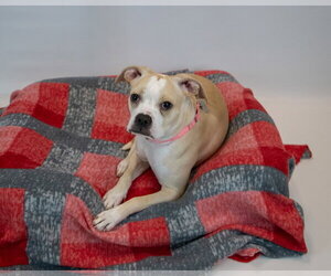 Amanda - Female Boxer Dog for Adoption - Photo #6