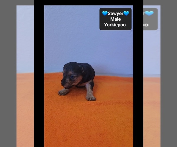 Medium Photo #3 Yorkipoo Puppy For Sale in TUCSON, AZ, USA