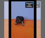 Sawyer - Male Yorkipoo Puppy for Sale - Photo #3