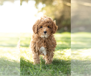 Poodle (Miniature) Puppy for sale in SHIPSHEWANA, IN, USA