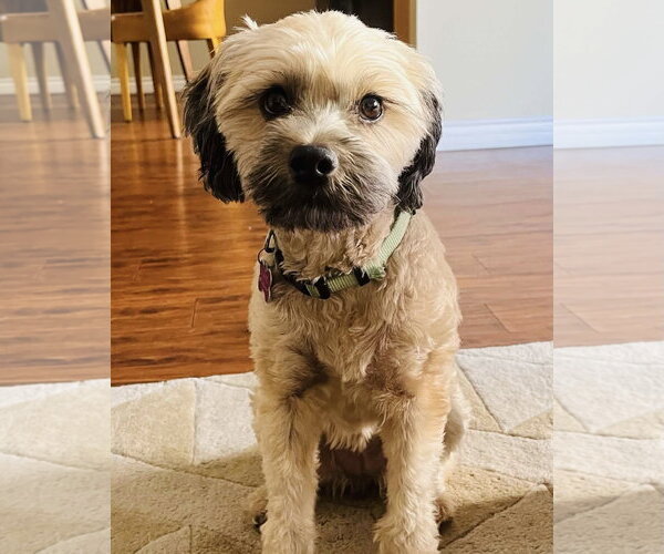 Medium Photo #1 Shih Tzu-Unknown Mix Puppy For Sale in Corona, CA, USA