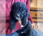 Small Photo #1 Golden Mountain Doodle  Puppy For Sale in LA VALLE, WI, USA