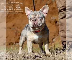 Father of the French Bulldog puppies born on 04/03/2023