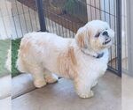 Small #4 Shih Tzu