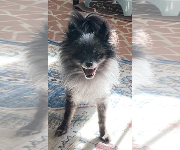 Medium Photo #4 Pomeranian Puppy For Sale in Lebanon, PA, USA