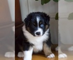 Small #1 Australian Shepherd