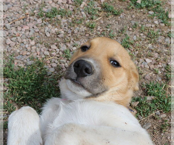 Medium Photo #4 Mutt Puppy For Sale in Tabernash, CO, USA