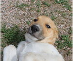 Small #3 Mutt
