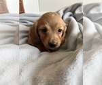 Small Photo #12 Dachshund Puppy For Sale in BROWNSBURG, IN, USA