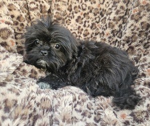 Shih Tzu Puppy for sale in WALSH, IL, USA