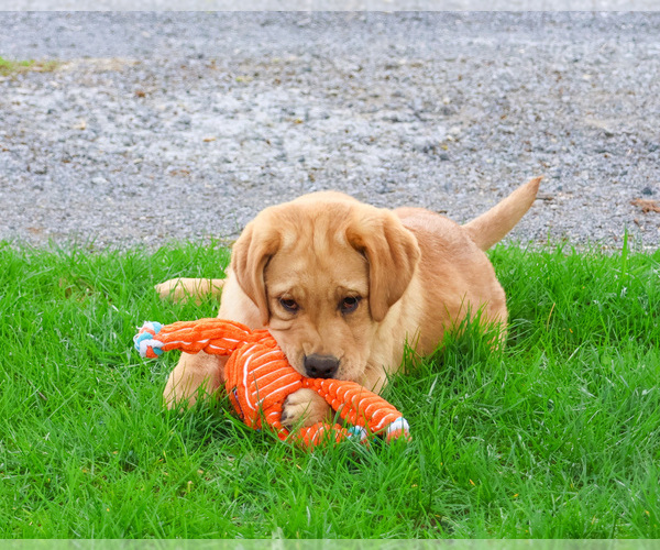 Medium Photo #1 Labrador Retriever Puppy For Sale in SYRACUSE, IN, USA
