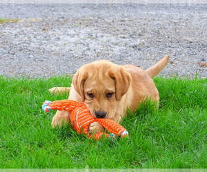 Labrador Retriever Puppy for sale in SYRACUSE, IN, USA