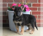 Small Photo #1 German Shepherd Dog Puppy For Sale in FREDERICKSBURG, OH, USA