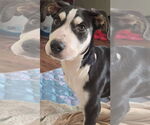 Small #8 Huskies  Mix