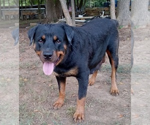 Mother of the Rottweiler puppies born on 07/24/2022