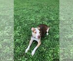 Small #1 American Pit Bull Terrier Mix