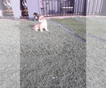 Small Photo #7 German Shepherd Dog-Jindo Dog Mix Puppy For Sale in PRESCOTT, AZ, USA