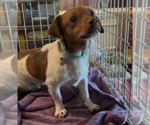 Jack Chi Dogs for adoption in Holly Springs, NC, USA