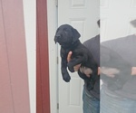 Puppy Puppy 1 Labrador Retriever