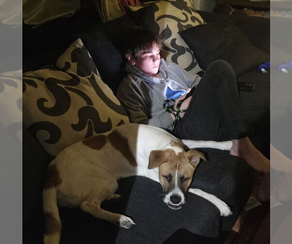 Medium Photo #13 Mutt Puppy For Sale in Sandy, UT, USA