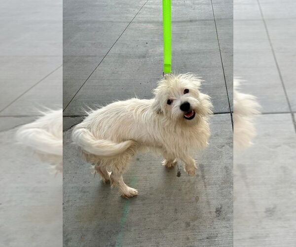 Medium Photo #3 Mutt Puppy For Sale in San Diego, CA, USA