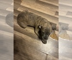 Small #2 American French Bull Terrier