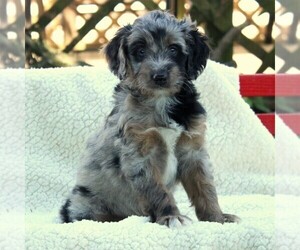 Aussiedoodle Miniature  Puppy for sale in GAP, PA, USA