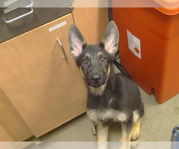 Medium Photo #1 German Shepherd Dog Puppy For Sale in Sacramento, CA, USA