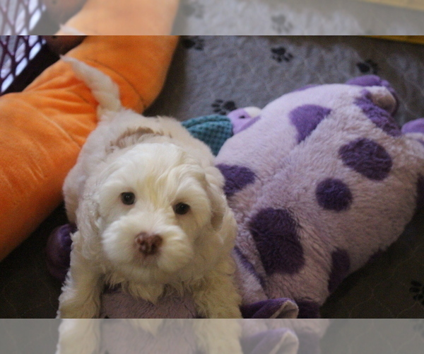 Medium Photo #1 Miniature Labradoodle Puppy For Sale in ELLWOOD CITY, PA, USA